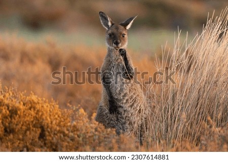 Baby Roo Kangaroo Wildlife Feeding