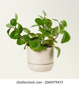 Baby Rubber Plant In A Ceramic Pot