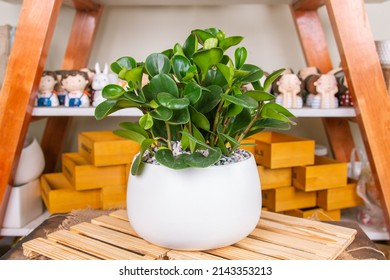 Baby Rubber Plant (Peperomia Obtusifolia) planted in a white ceramic pot. The concept of minimalism. Houseplant care concept. Decoration on the desk. - Powered by Shutterstock