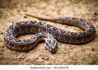 Baby Russell's Viper Snake Closeup