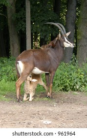 Baby Of A Sable Antelope (Hippotragus Niger) Suckling Its Mother