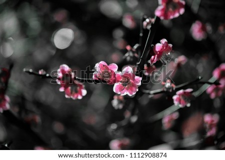 Similar – Spring blossom with blur