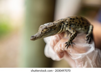 Baby Saltwater Crocodile Being Held