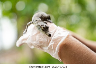 Baby Saltwater Crocodile Being Held