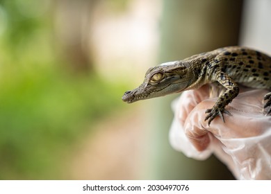 Baby Saltwater Crocodile Being Held