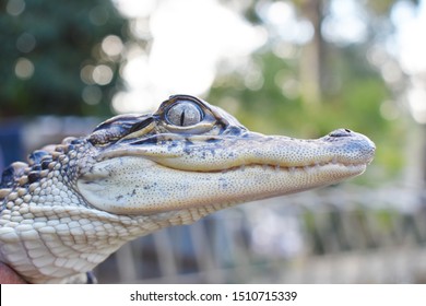 Baby Saltwater Crocodile Looking At The Camera