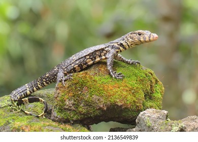 A baby salvator monitor lizard is sunbathing before starting its daily activities. This reptile has the scientific name Varanus salvator.  - Shutterstock ID 2136549839