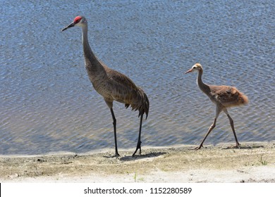 Baby Sandhill Crane