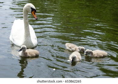 Baby Schwan Stock Photo 653862265 | Shutterstock