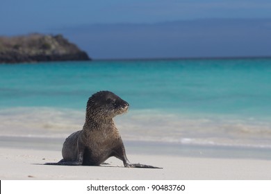 Baby Sea Lion