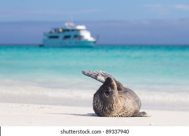 Baby Sea Lion On The Beach In The Galapagos Islands