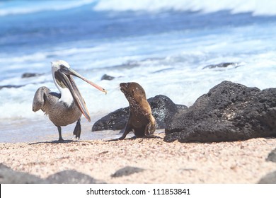 Baby Sea Lion And Pelican, Galapagos Islands