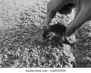 Baby Sea Turtle Background Stock Photo 1164955924 | Shutterstock