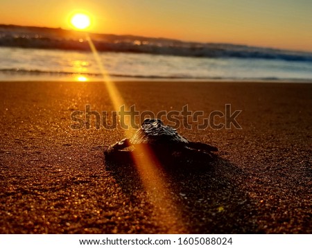 Baby Sea Turtle being released at sunset in Nicaragua