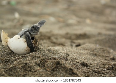 Baby Sea Turtle Broken Egg