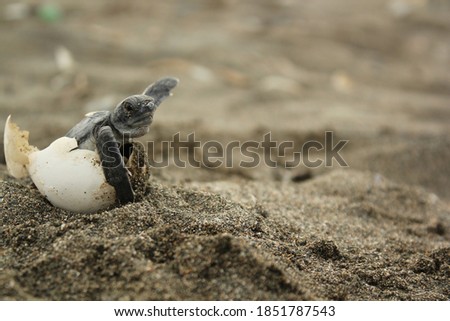 baby sea turtle broken egg