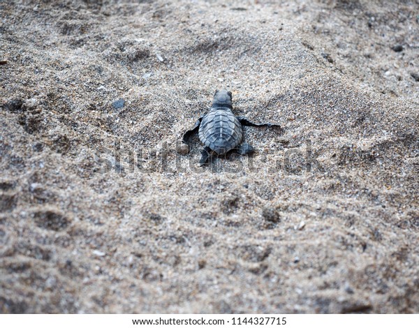 Baby Sea Turtle Turtle Conservation Kuta Stock Photo 1144327715 