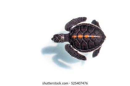 Baby Sea Turtle Floating In The Water With Shadow On Isolated Background.  