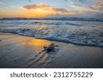 Baby sea turtle hatchling crawling towards the ocean during a beautiful sunrise.