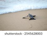 Baby Sea Turtle Hatchling Release Waves Sand Freedom 