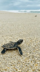 Baby Sea Turtle Heading Out To Sea