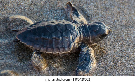 Baby Sea Turtle Olive Ridley Sea Stock Photo 1393429202 | Shutterstock