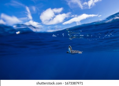 Baby sea turtle on blue. 