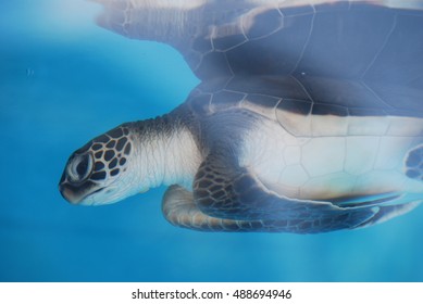 Baby sea turtle swimming along in very blue water.