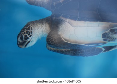 Baby sea turtle swimming underwater.