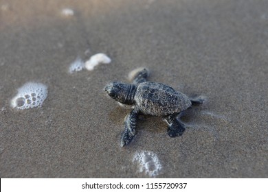 1,867 Baby Turtles Waves Images, Stock Photos & Vectors | Shutterstock