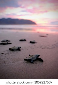 Baby sea turtles going into the ocean on a Costa Rican beach with a pink sunrise. 