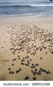 Baby Sea Turtles On The Beach Walking To The Ocean