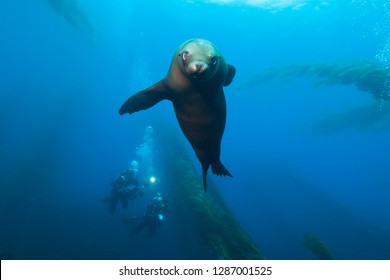 Baby Seal playing around in giant kelp forest with scuba diver in the background