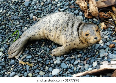 A Baby Seal Relaxing On Beach, East Sooke, Vancouver Island