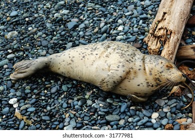 A Baby Seal Relaxing On Beach, East Sooke, Vancouver Island