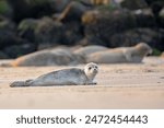 Baby seal resting on beach looking at the camera in on the beach wild nature. One pose seal on beach in vild nature.