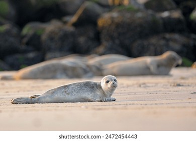 Baby seal resting on beach looking at the camera in on the beach wild nature. One pose seal on beach in vild nature. - Powered by Shutterstock