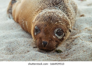 A Baby Sealion Pup Lays On The Sand