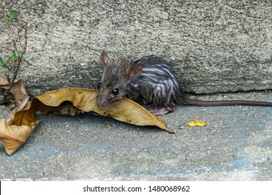 Baby Sewer Rat On Cement Street