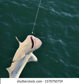 Baby Shark Caught On A Fishing Line Is Pulled Up By The Fisherman In Venice Beach Florida With The Hook Showing