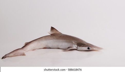 Baby Shark Fish High Res Stock Images Shutterstock