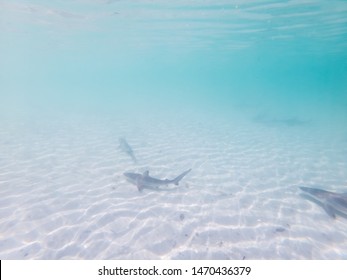 Baby Sharks Swimming In Circle Underwater In Turquoise Blue Ocean Sea. Wild Young Predators Swimming While Tourists Snorkelling In Galapagos Islands. Extreme Adventure Travels On Holiday, Vacation.