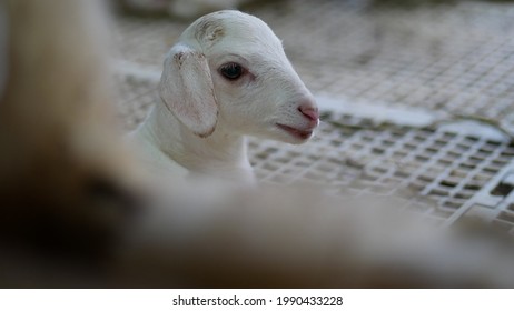 A Baby Sheep After Feeding Milk