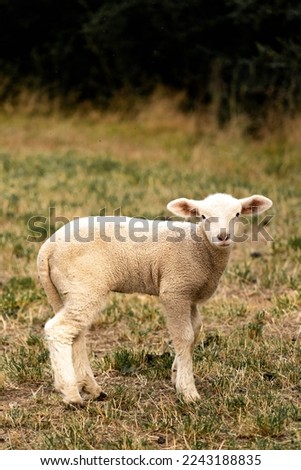 Similar – Image, Stock Photo Beautiful lamb next to its mother