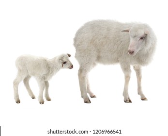 Baby Sheep And Female Sheep On A White Background