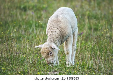 Baby Sheep In A Field