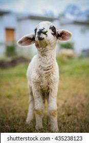 Baby Sheep Portrait