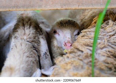 Baby Sheep Who Have Difficulty Eating Because They Are Flanked By Big Sheep
