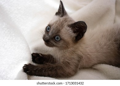 Siamese Baby High Res Stock Images Shutterstock