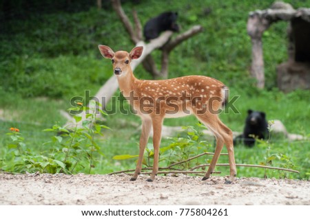 baby sika deer looking for mom